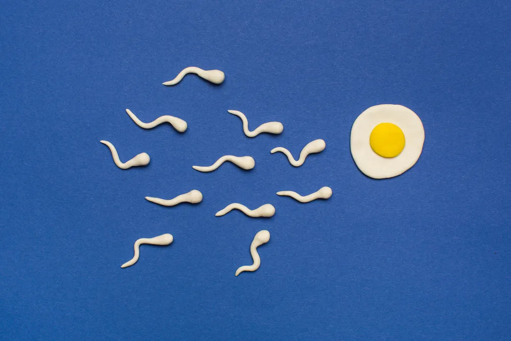 Sperm Sayısı, Hareketliliği ve Morfolojisi Ne Anlama Gelir?